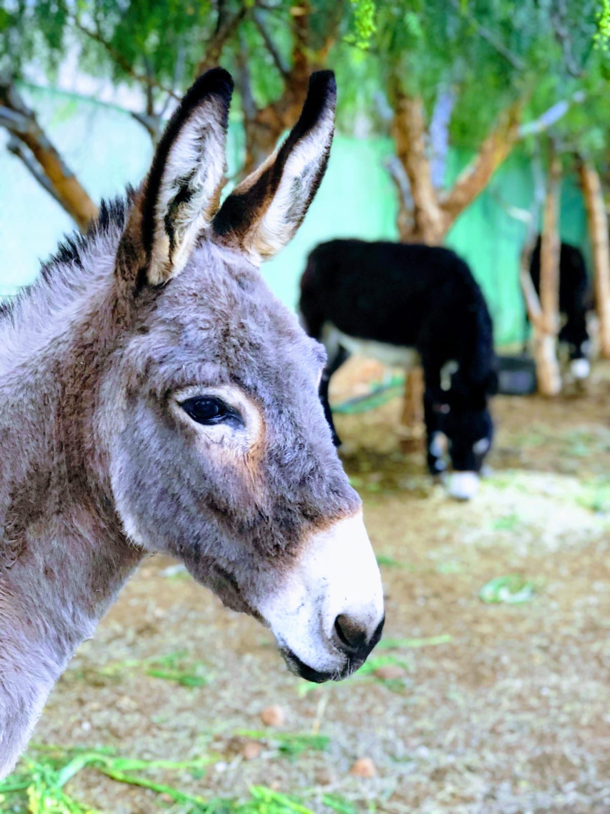 A donkey among the trees at Akal Farm