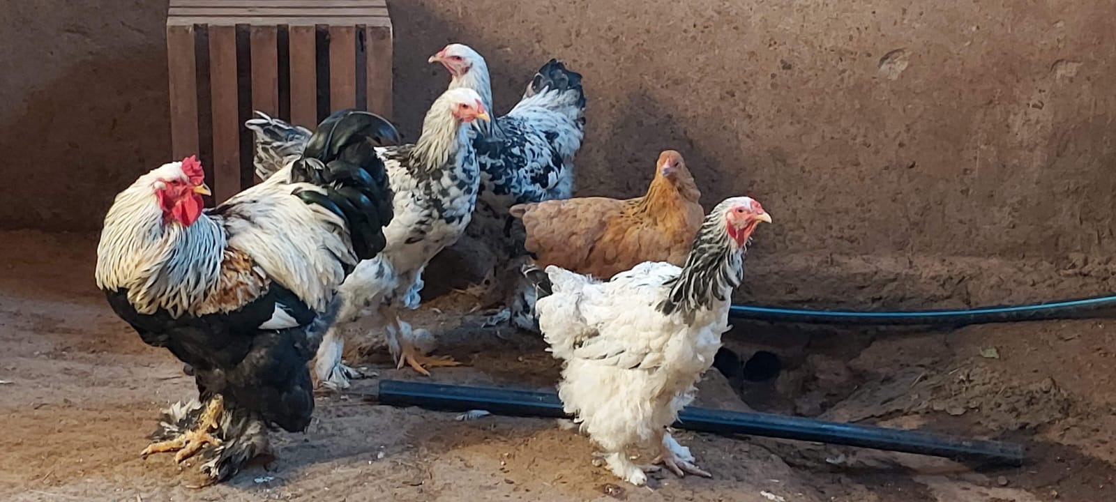 Free-ranging chickens in the farmyard